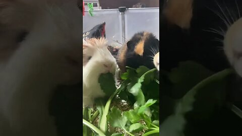 Guinea pig Svea loves fresh parsley 🌿
