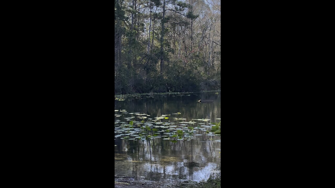 Saw an otter while fishing