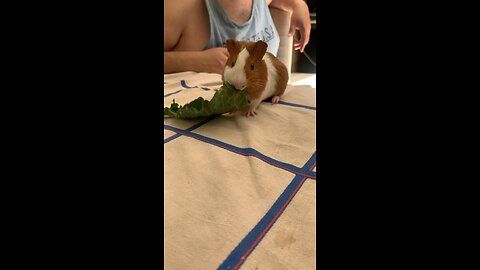 Pork from India Greedy guts