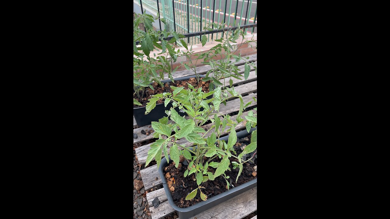 Plantação Tomate