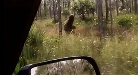 Unsolved Mystery of the Florida Bigfoot