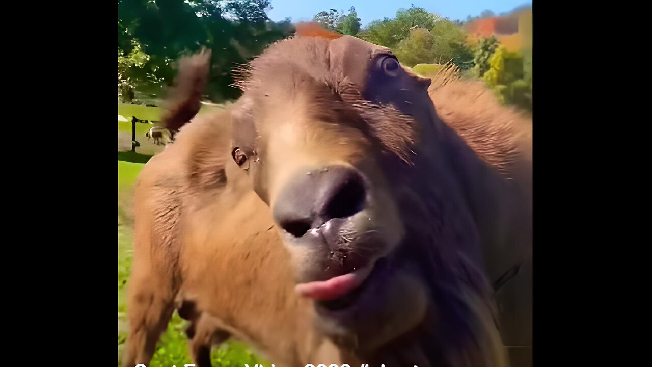 Goat Funny Video 2023 - Small video version #1