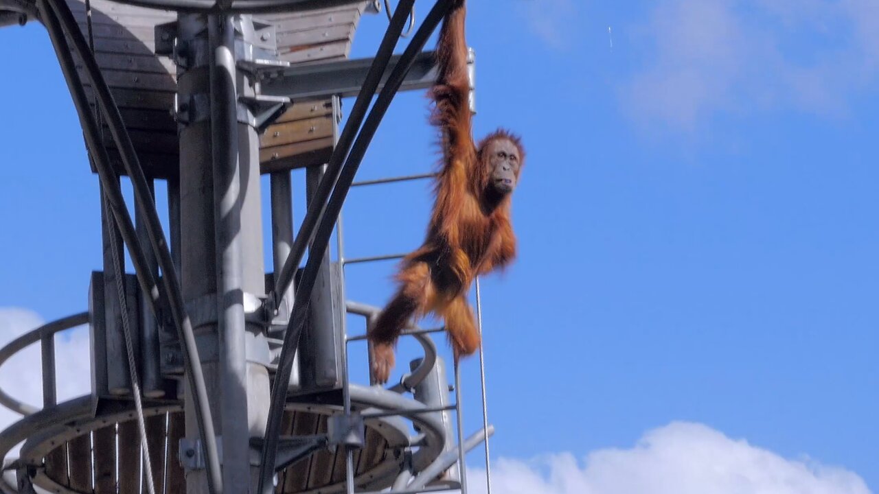 Orangutans Monkeying Around Hilarious Jumps and Climbs at Perth Zoo