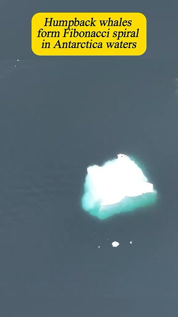Humpback Whales Make Fibonacci Sequence