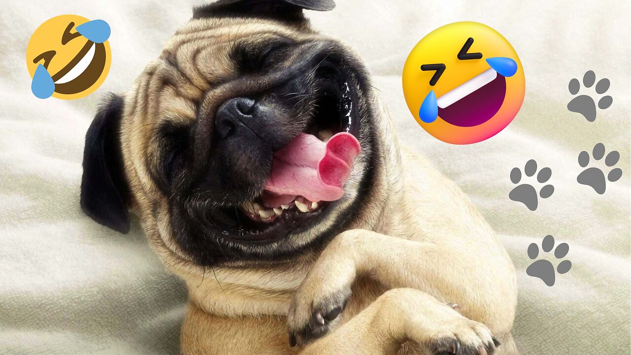 Try Not to Laugh CHALLENGE | 30 Minutes of Funny Dogs