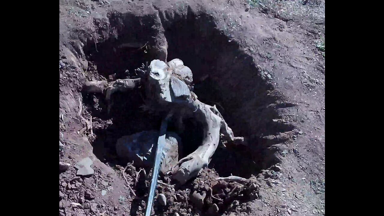 How to remove a tree stump with only using hand tools.