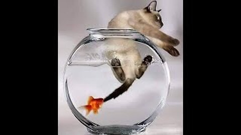 😺 Catch the villain! 🐈 Videos of funny cats and kittens for a good mood! 😻