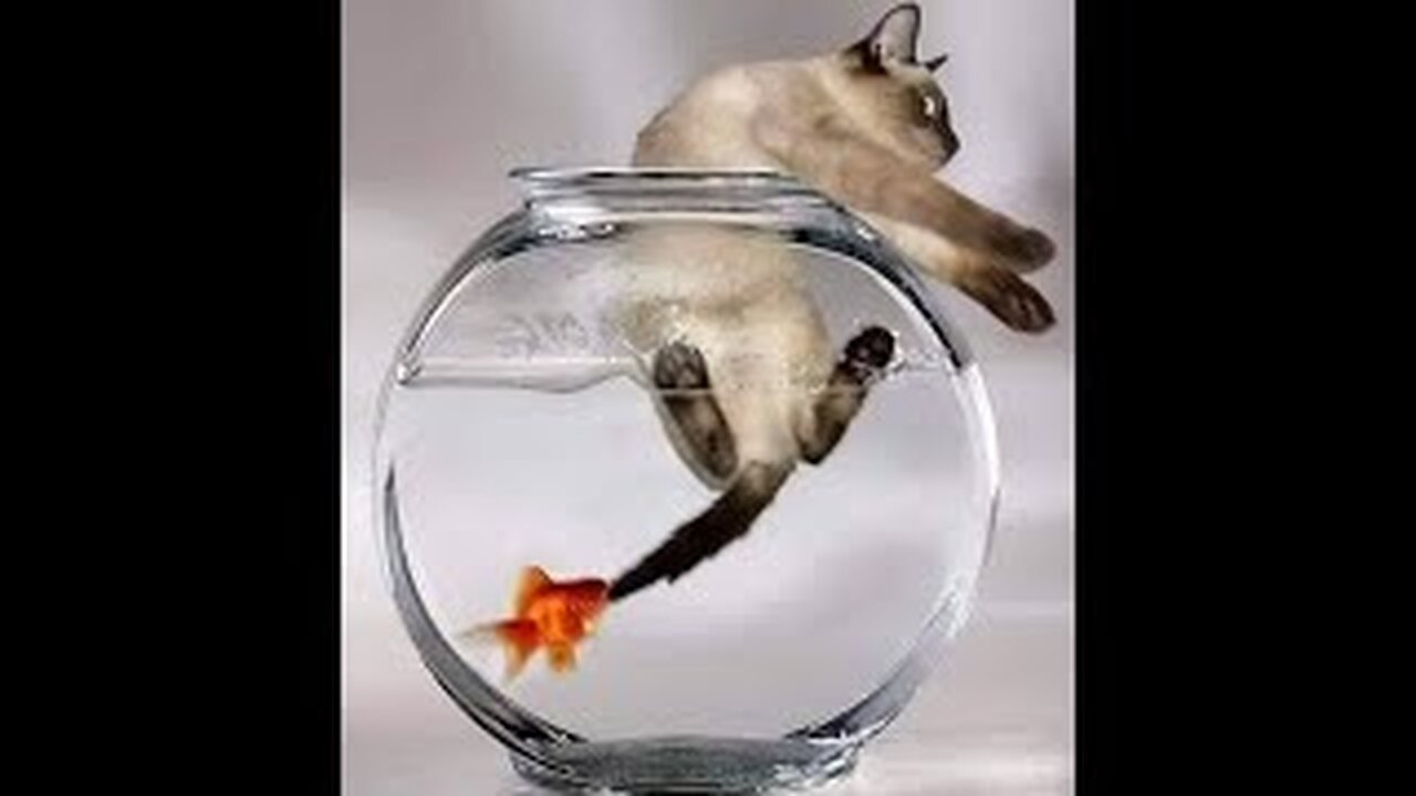 😺 Catch the villain! 🐈 Videos of funny cats and kittens for a good mood! 😻