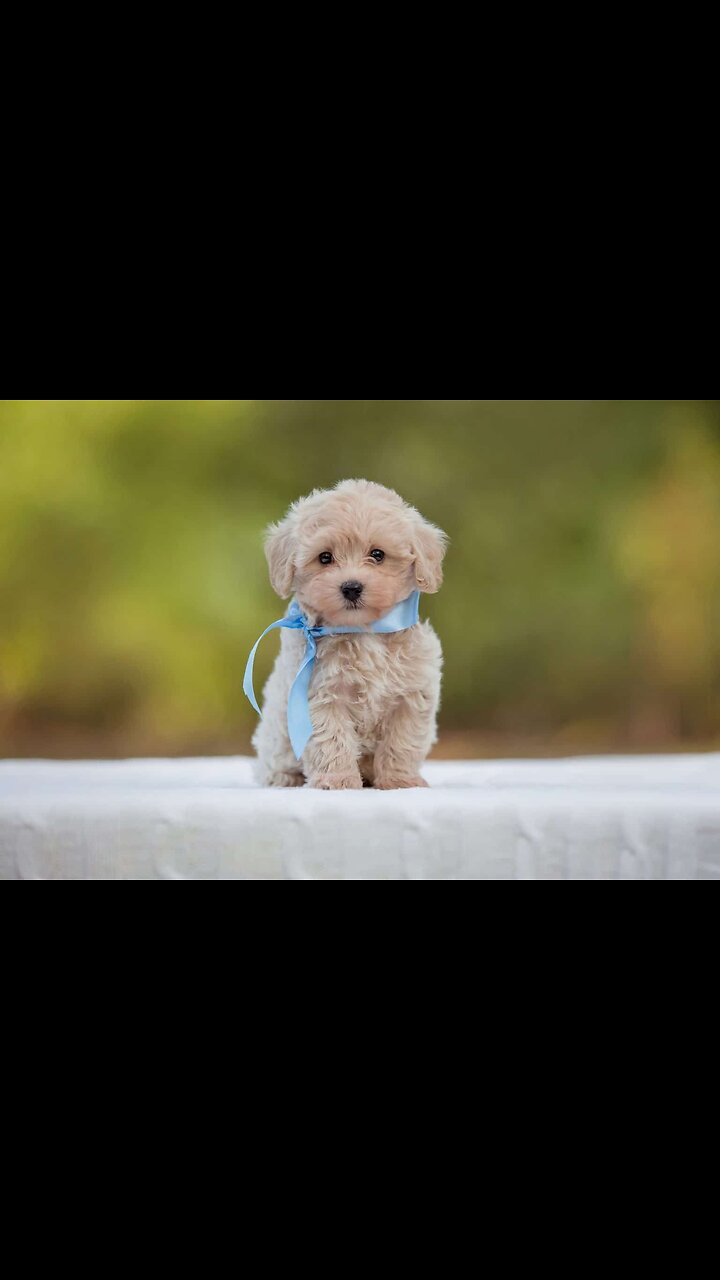 Teacup fashion poodle maltese mix