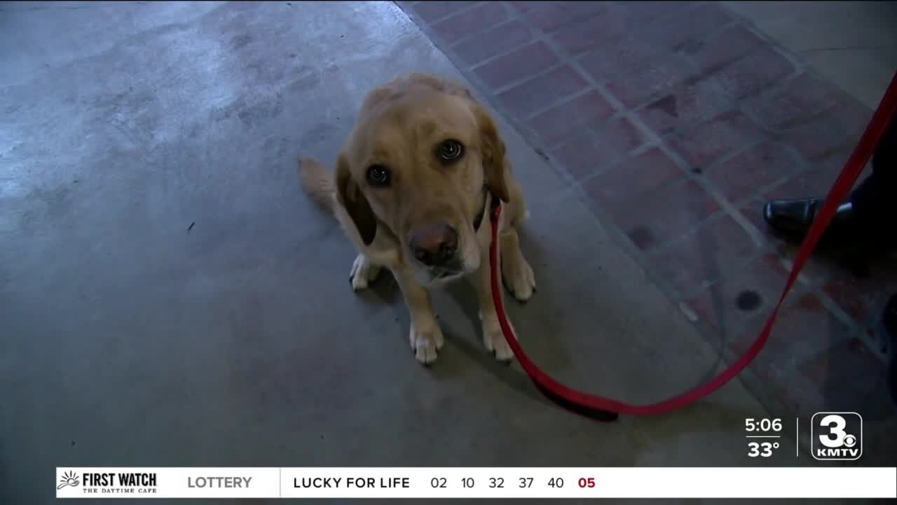 Meet K9 Delta, the Omaha Fire Department's newest arson dog