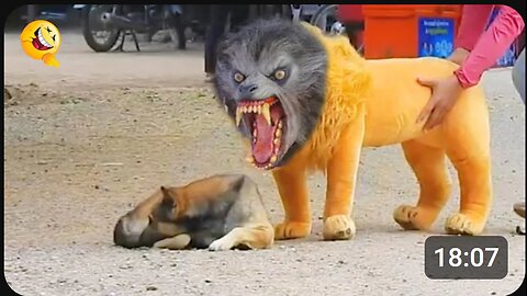 Troll Prank Dog Funny & fake Lion and Fake Tiger Prank To dog & Huge Box Prank to dog