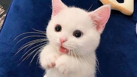 Cute Animals - Funny Cats / Dogs / Baby Animals - Funny Animal Videos / Funny Animals