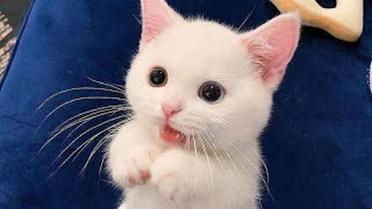 Cute Animals - Funny Cats / Dogs / Baby Animals - Funny Animal Videos / Funny Animals
