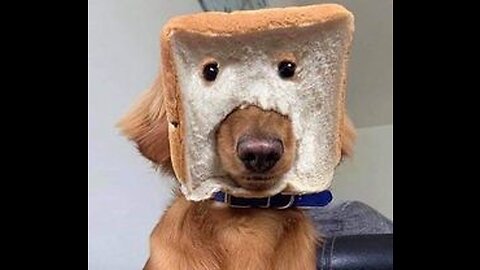 Perfect dog🐕😻😹