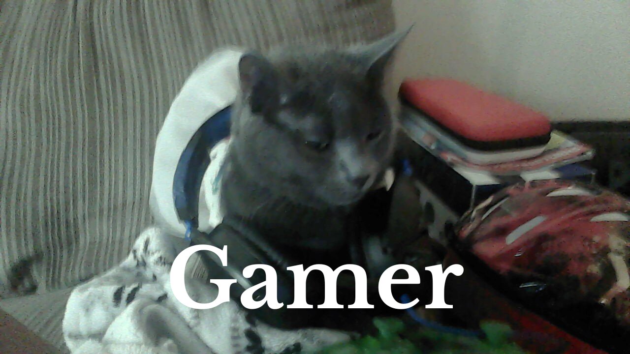 The Gaming Cat That Will Make You Laugh Out Loud