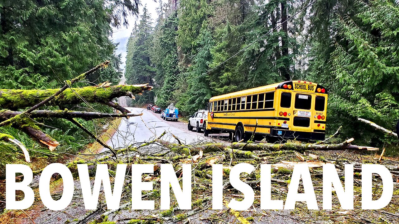 An old tree on Bowen Island did not kill me, only because I was driving slowly