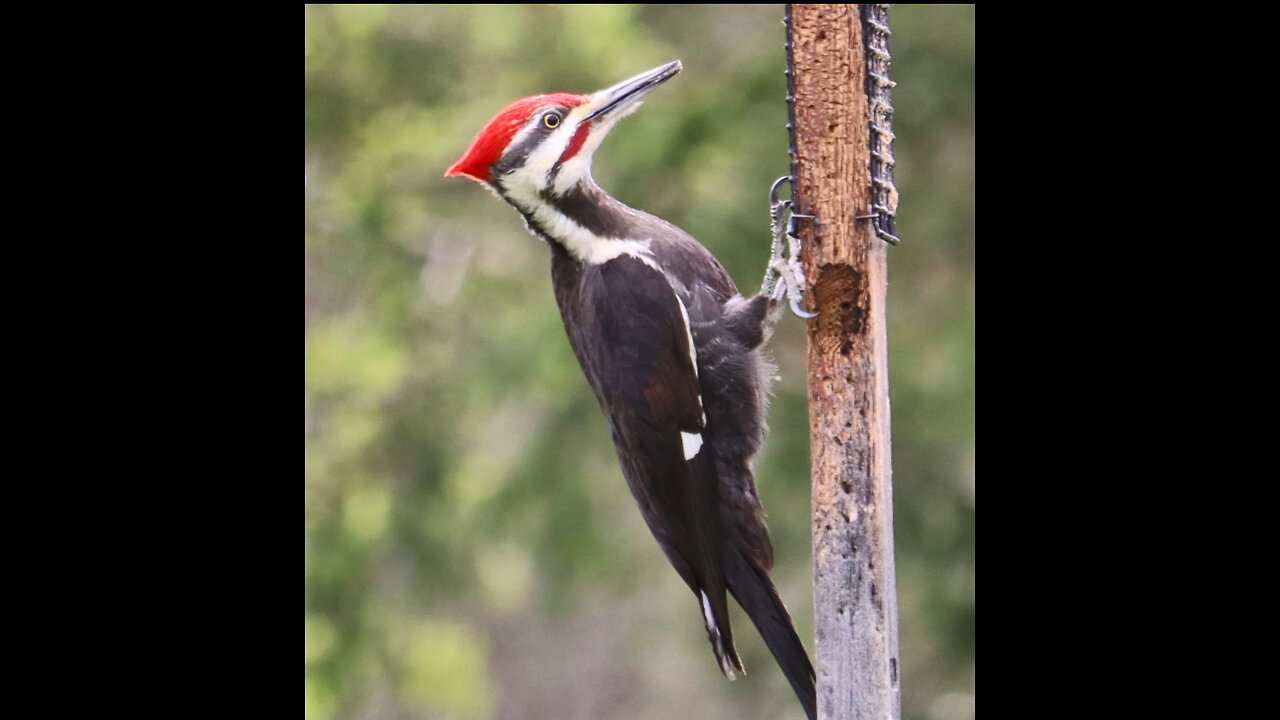 Pileated Woodpecker 05 04 2024