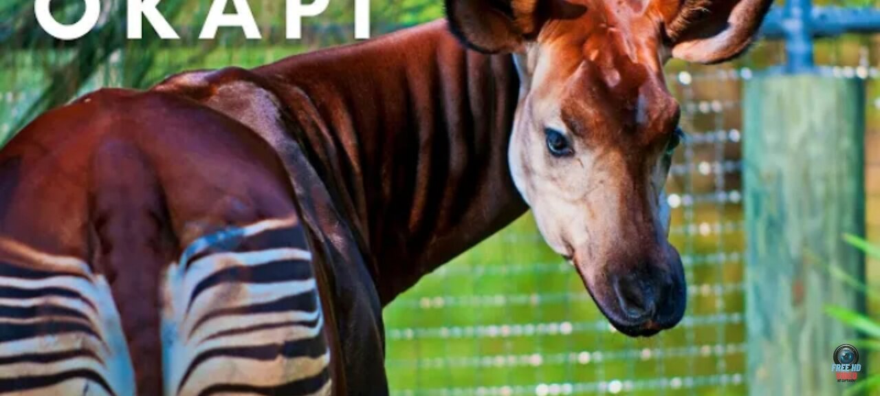 Okapi Feeding | 4K | Wildlife reserve | Giraffe | Animals