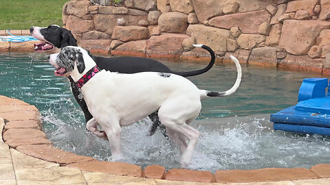 Funny Great Dane Girls Enjoy First Splashing & Dashing Zoomies