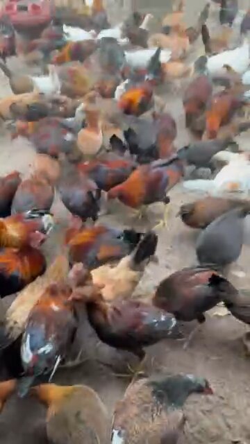 Stags and pullets at Kenzie gamefarm