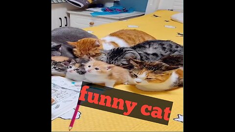 Funny and smart cats!!!