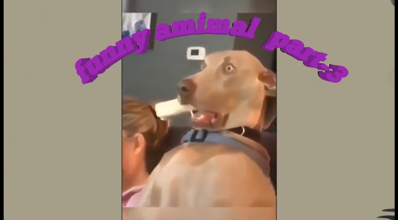 Funny Animal Moments Compilation Funny Pet Moments _ Try Not To Laugh |Part-3