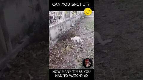 IT TOOK ME 3 TIMES TO SPOT IT, CAN YOU? 🤓