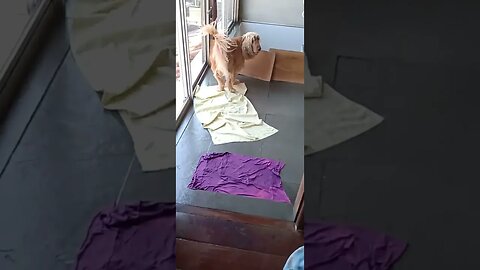 #dogshow , #animals , #dogs , #shorts