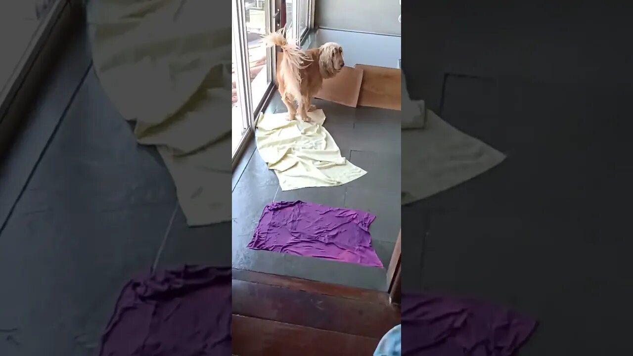 #dogshow , #animals , #dogs , #shorts