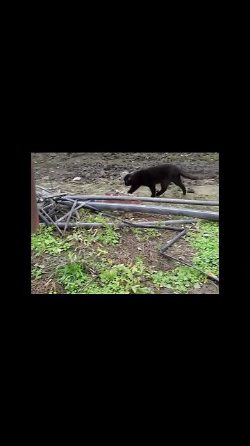 Черная кошка каждый день ходят по огороду. поисках еды