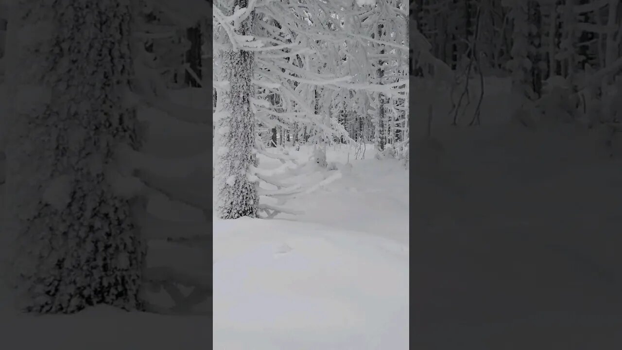 Deep snow in the forest #shorts #nature #relaxingmusic