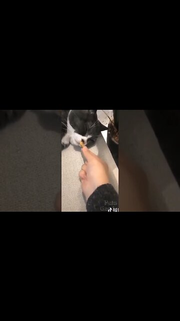 cute animals #short #shorts #cute animals 85