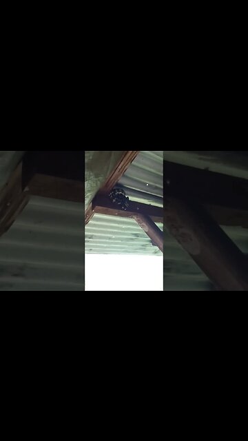 Snake went up under the roof to have a sleep for the day 31st January 2023