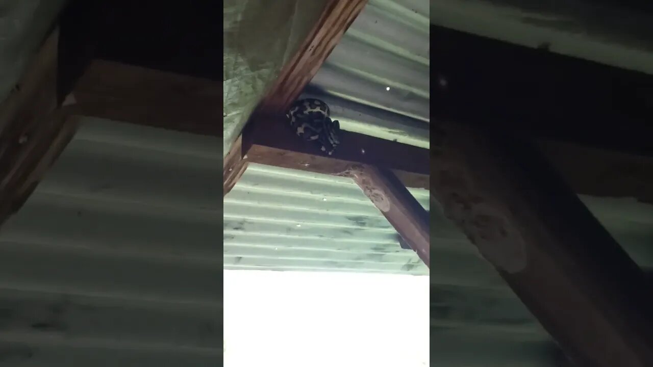 Snake went up under the roof to have a sleep for the day 31st January 2023