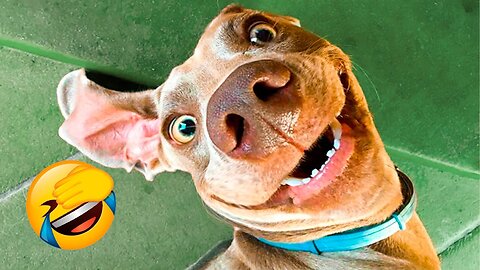 FUNNIEST Dogs Videos of 2024😇