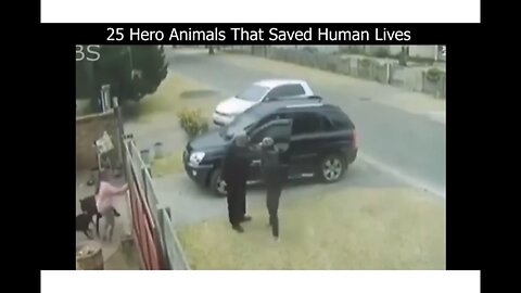 25 Hero Animals That Saved Human Lives👍