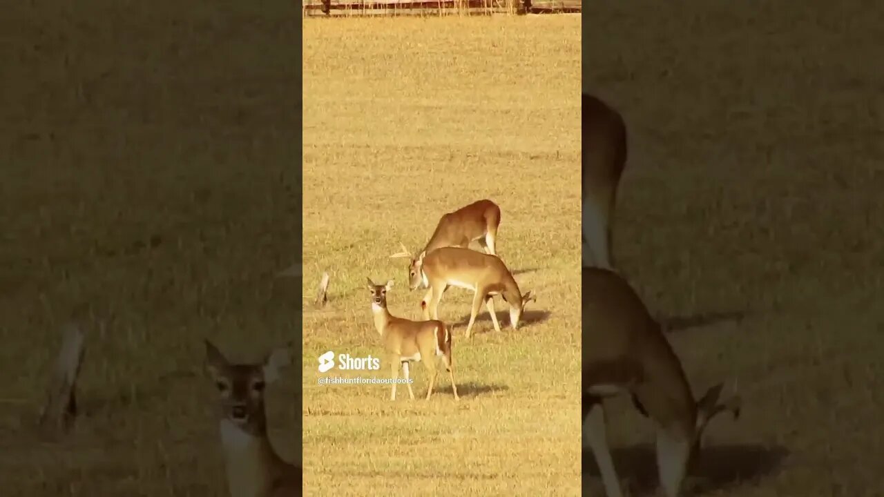 Bucks at Chickamauga Battlefield