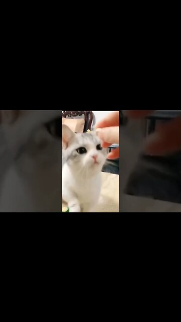 cute animals #short #shorts #cute animals 94