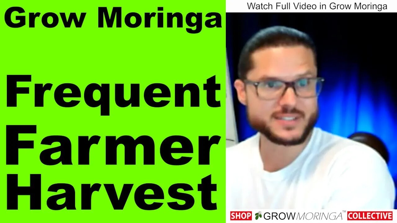 When To Harvest Moringa Trees? Grow For Seed Production Make Oil or Grow For BioStimulant & BioMass