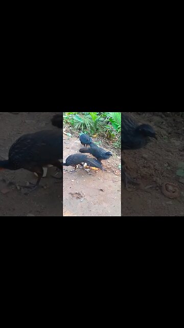 JACU E SEUS FILHOTES COM FOME EM BUSCA DE COMIDA