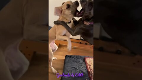 Edith goes BONKERS! #shorts #dogs #love #shortsvideo #amazing #kids #dog #happy #short #like #hindi