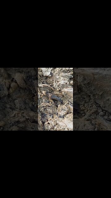 Great white shark tooth fossil #fossil #shark #greatwhite #nz