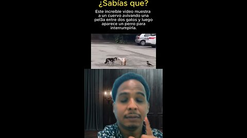 Un perrito separa a un dos gato de peliar algo increíble de ver 😱 #jesus #religion #shorts#viral #f