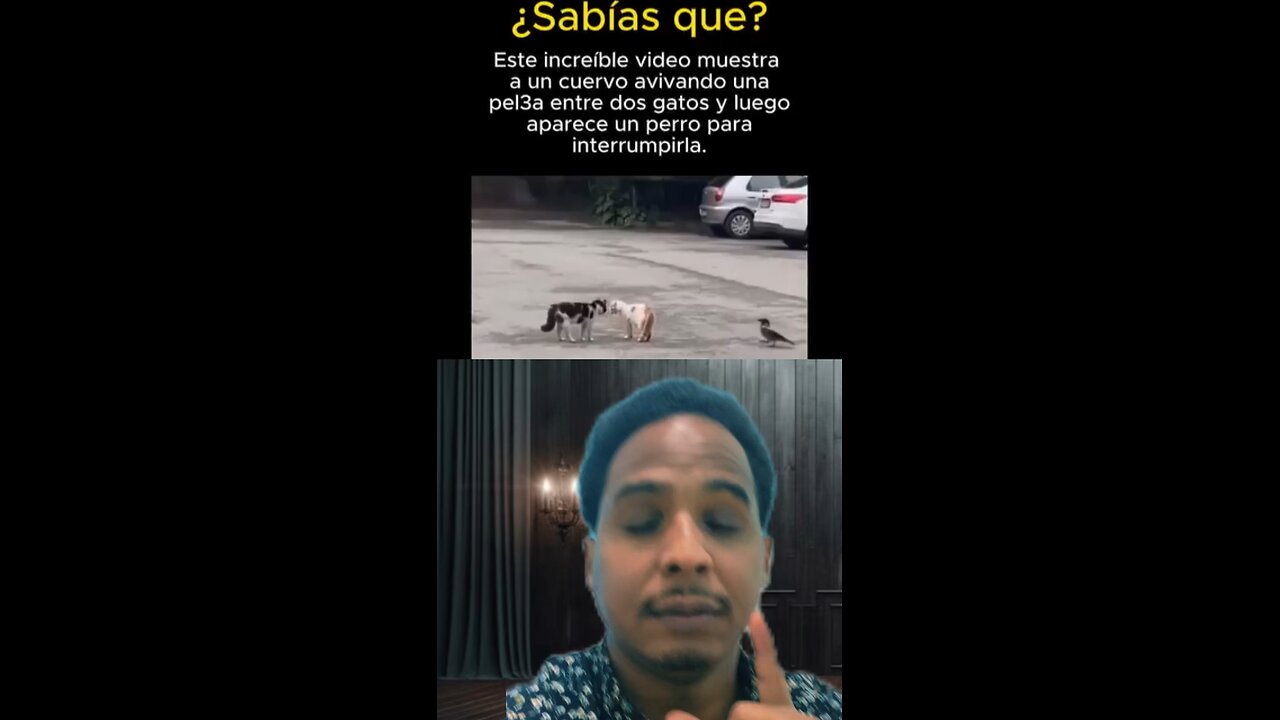 Un perrito separa a un dos gato de peliar algo increíble de ver 😱 #jesus #religion #shorts#viral #f