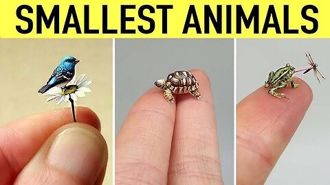 5 Smallest Animals in the World: Tiny Wonders of Nature"