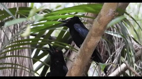 Spangled Drongo Tree Dance and Calls. :)