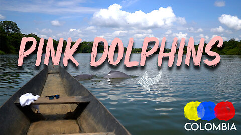 Pink Dolphins Act like Dogs - Villa Lilia, Guaviare in Colombia