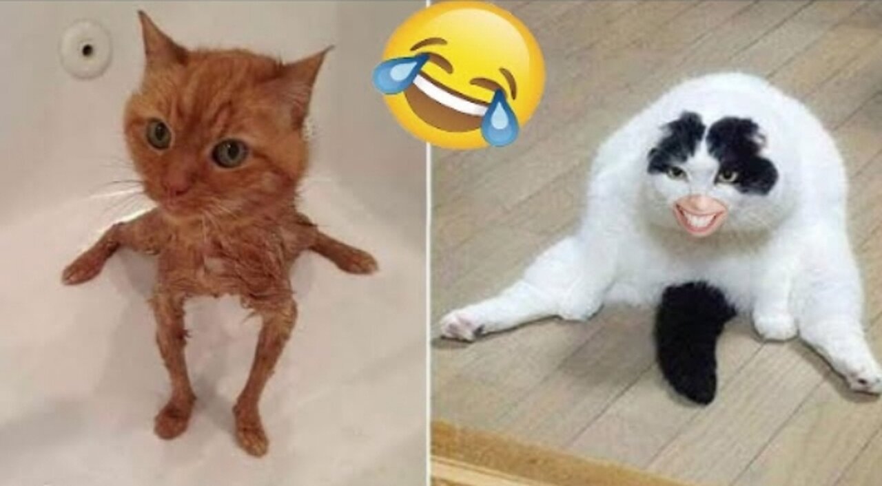 Funny Animal/ funny cat/doggy