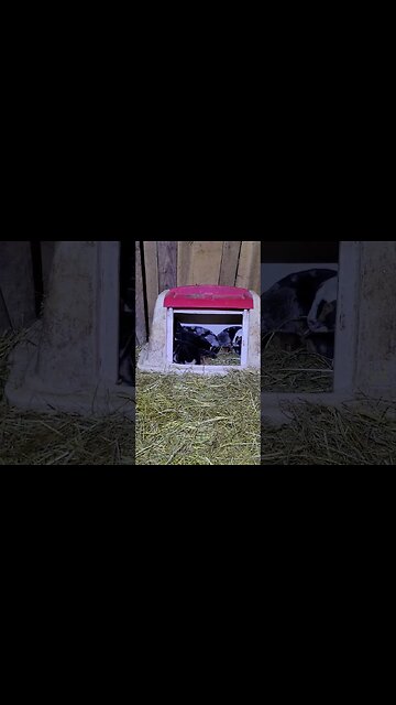 it's a cuddle puddle