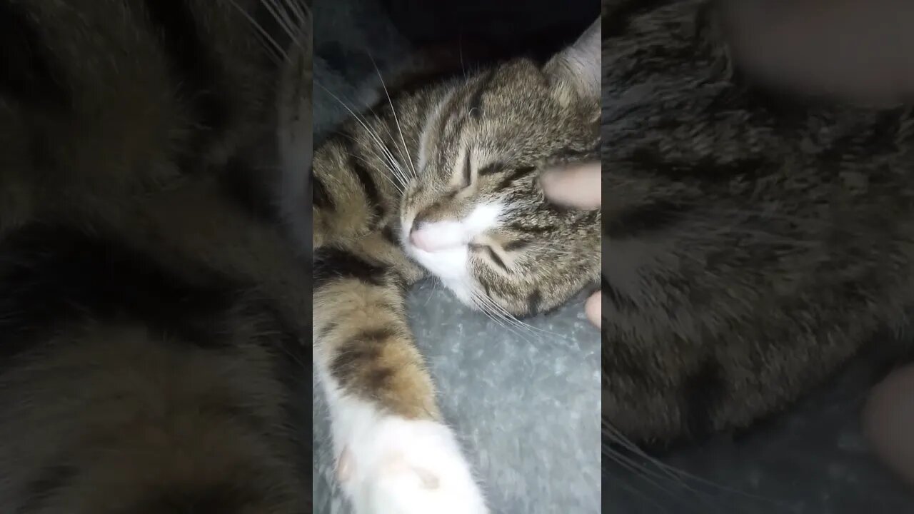 Cat Forehead Massage #shorts